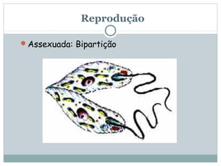 Reprodução

Assexuada: Bipartição
 