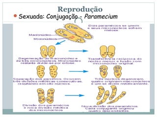 Reprodução
Sexuada: Conjugação -   Paramecium
 