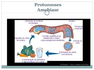 Protozooses
 Amebíase
 