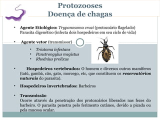 Protozooses
                   Doença de chagas
•   Agente Etiológico: Trypanosoma cruzi (protozoário flagelado)
    Parasita digenético (infecta dois hospedeiros em seu ciclo de vida)

•   Agente vetor (transmissor)
         •   Triatoma infestans
         •   Panstrongylus megistus
         •   Rhodnius prolixus

•       Hospedeiros vertebrados: O homem e diversos outros mamíferos
    (tatú, gambá, cão, gato, morcego, etc, que constituem os reservatórios
    naturais do parasita).
•   Hospedeiros invertebrados: Barbeiros

•   Transmissão
    Ocorre através da penetração dos protozoários liberados nas fezes do
    barbeiro. O parasita penetra pelo ferimento cutâneo, devido a picada ou
    pela mucosa ocular.
 