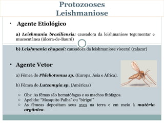 Protozooses
                        Leishmaniose
•   Agente Etiológico
    a) Leishmania brasiliensis: causadora da leishmaniose tegumentar e
    mucocutânea (úlcera-de-Baurú)

    b) Leishmania chagasi: causadora da leishmaniose visceral (calazar)


• Agente Vetor
    a) Fêmea do Phlebotomus sp. (Europa, Ásia e África).

    b) Fêmea do Lutzomyia sp. (Américas)

     o Obs: As fêmas são hematófagas e os machos fitófagos.
     o Apelido: “Mosquito Palha” ou “birigui”
     o As fêmeas depositam seus ovos na terra e em meio à matéria
       orgânica.
 