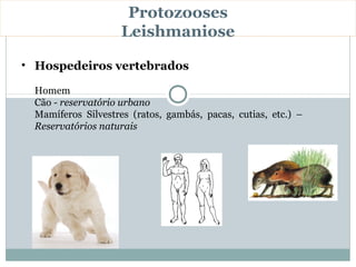 Protozooses
                    Leishmaniose

• Hospedeiros vertebrados

 Homem
 Cão - reservatório urbano
 Mamíferos Silvestres (ratos, gambás, pacas, cutias, etc.) –
 Reservatórios naturais
 