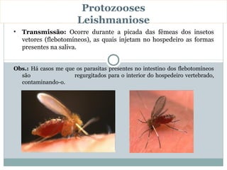 Protozooses
                       Leishmaniose
• Transmissão: Ocorre durante a picada das fêmeas dos insetos
  vetores (flebotomíneos), as quais injetam no hospedeiro as formas
  presentes na saliva.


Obs.: Há casos me que os parasitas presentes no intestino dos flebotomíneos
  são                regurgitados para o interior do hospedeiro vertebrado,
  contaminando-o.
 
