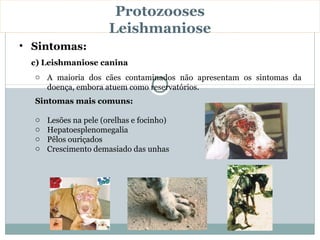 Protozooses
                       Leishmaniose
• Sintomas:
 c) Leishmaniose canina
  o A maioria dos cães contaminados não apresentam os sintomas da
    doença, embora atuem como reservatórios.
  Sintomas mais comuns:

  o   Lesões na pele (orelhas e focinho)
  o   Hepatoesplenomegalia
  o   Pêlos ouriçados
  o   Crescimento demasiado das unhas
 