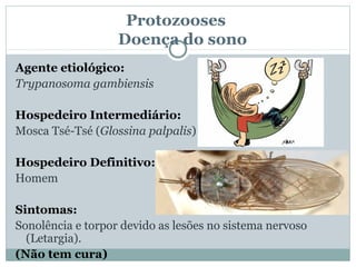 Protozooses
                   Doença do sono
Agente etiológico:
Trypanosoma gambiensis

Hospedeiro Intermediário:
Mosca Tsé-Tsé (Glossina palpalis)

Hospedeiro Definitivo:
Homem

Sintomas:
Sonolência e torpor devido as lesões no sistema nervoso
  (Letargia).
(Não tem cura)
 