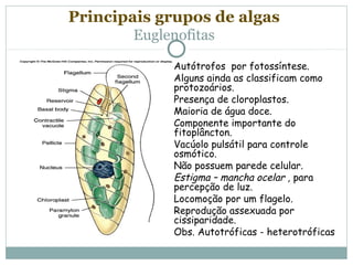 Principais grupos de algas
        Euglenofitas
             Autótrofos por fotossíntese.
             Alguns ainda as classificam como
              protozoários.
             Presença de cloroplastos.
             Maioria de água doce.
             Componente importante do
              fitoplâncton.
             Vacúolo pulsátil para controle
              osmótico.
             Não possuem parede celular.
             Estigma – mancha ocelar , para
              percepção de luz.
             Locomoção por um flagelo.
             Reprodução assexuada por
              cissiparidade.
             Obs. Autotróficas - heterotróficas
 
