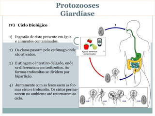 Protozooses
                              Giardíase
IV) Ciclo Biológico


1) Ingestão de cisto presente em água
   e alimentos contaminados.

2) Os cistos passam pelo estômago onde        Água e alimentos 
   são ativados.                               contaminados




2) E atingem o intestino delgado, onde
   se diferenciam em trofozoítos. As
   formas trofozoítas se dividem por
   bipartição.

4) Juntamente com as fezes saem as for-
   mas cisto e trofozoíto. Os cistos perma-
   necem no ambiente até retornarem ao
   ciclo.
 
