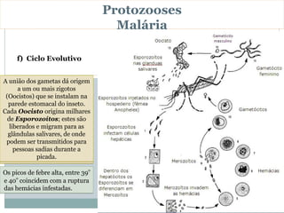 Protozooses
                                      Malária

     f) Ciclo Evolutivo


A união 48 Trofozoítosorigem
FaseFasehoras no caemno P.
 AOs Esporozoítoscaso de
   fêmeados sexuadadáse fase
    cadaassexuada migram
     Os Os infectada do ou na
     Alguns gametas mosquito
         Merozoítos no
             Trofozoítos
 Hospedeiro iniciamformas
 vivax e P.dasInvertebrado
 reproduzemeassexuadamente
  pela esquizogônica se 72
   Anophelesfalciparum em
   circulação injeta zigotos e
     interior mais as o ciclo
        a corrente sanguínea
          um ou hemácias
diferenciamque seinterior dos
 (Oocistos) fígado.instalam na
 direção ao em Gametócitos
  (Hospedeiro invadindo
  por esquizogonia No interior
  EsporozoítoP. malariae,
     horas , em noDefinitivo)
       eritrocítico, formando
 novas geraçõesinteriorinseto.
 vários Merozoítosdedo
  parede célulasehepáticas
    AoOcorreosanguíneosuma
    hemácias.no de merozoítos
     masculinos femininos.
      capilares No interiorquais
         de estomacal doos do
         sugar sangue      das
Cada OocistoMerozoítos se
Quando(hepatócitos) ruptura há
 hemácias os originarompe
    são liberadosvertebrado.
    pessoa doente, a se osmeio
    são liberados pela omilhares
      hospedeiro para
            a hemácia fêmea do
       hospedeiro vertebrado
transformamde milhares de
Esporozoítos seexemplo)
externo quando os diferenciam
  deliberação Anopheles pode
    mosquito em Trofozoítos
     sincrônica por hemácias
      (Humano das hepatócitos
       Esporozoítos; estes são
  osinfestadas. Milhares deas
   liberados e reproduzem por
   Merozoítos e também de
       quaisse rompem. para
          em Trofozoítos.
              se migram
   ingerir hemácias contendo
gametócitos, que e formam
  glândulas salivares, de onde
   Gametócitos na corrente
      hemácias, rompendo-se
      esquizogonia amadurecem
 podem ser transmitidos para
    simultaneamente,inseto,
      nomilhares de novos
           estômago do liberam
              sanguínea.
parasitas egametas masculinos
formando substâncias tóxicas,
     pessoas sadias durante a
            Merozoítos.
 que causam febre e calafrios.
                picada.
             e femininos.

Os picos de febre alta, entre 39o
e 40o coincidem com a ruptura
das hemácias infestadas.
 