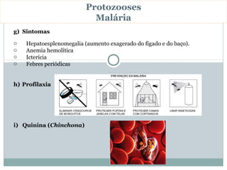 Protozooses
                            Malária
g) Sintomas

o   Hepatoesplenomegalia (aumento exagerado do fígado e do baço).
o   Anemia hemolítica
o   Icterícia
o   Febres periódicas


h) Profilaxia




i) Quinina (Chinchona)
 