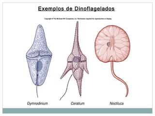 Exemplos de Dinoflagelados
 