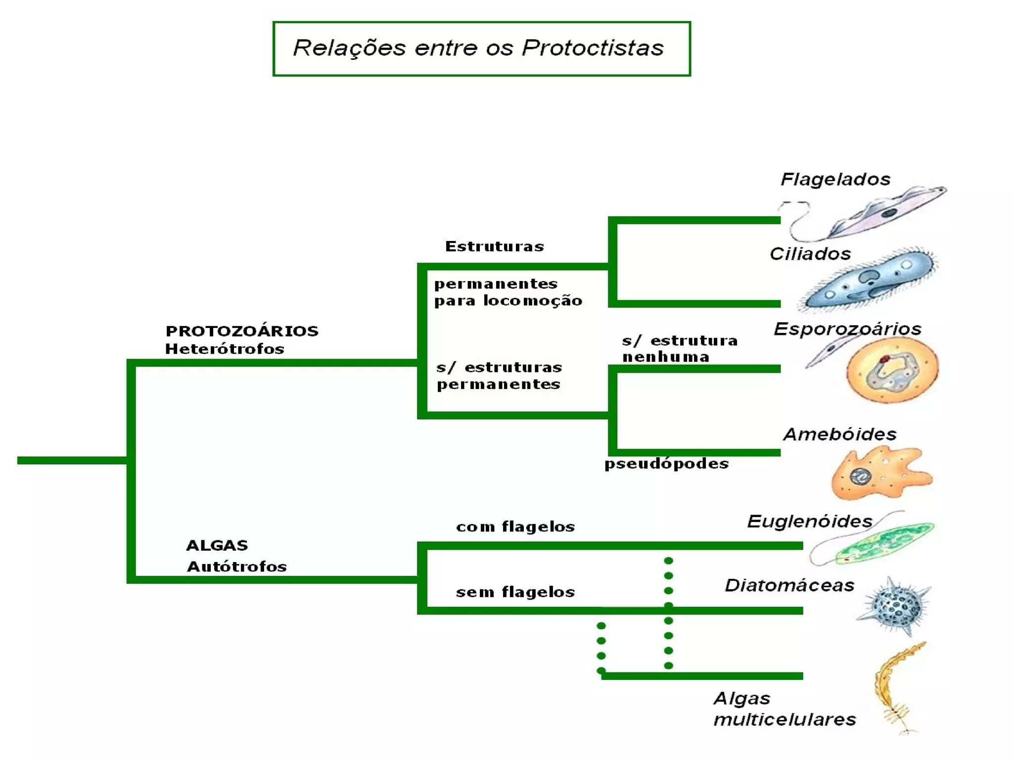 Reino protoctista | PPT