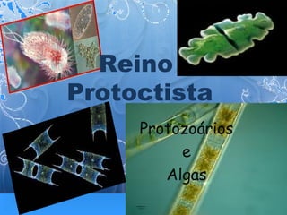 Reino
Protoctista
Protozoários
e
Algas
 