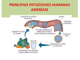 PRINCIPAIS PRTOZOOSES HUMANAS
AMEBÍASE

 
