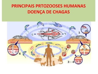 PRINCIPAIS PRTOZOOSES HUMANAS
DOENÇA DE CHAGAS

 