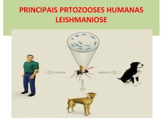 PRINCIPAIS PRTOZOOSES HUMANAS
LEISHMANIOSE

 
