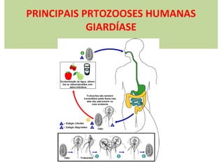 PRINCIPAIS PRTOZOOSES HUMANAS
GIARDÍASE

 