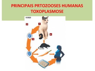 PRINCIPAIS PRTOZOOSES HUMANAS
TOXOPLASMOSE

 