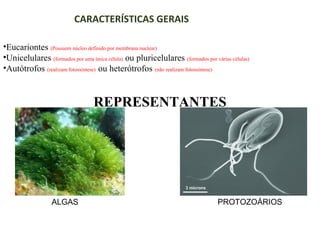 CARACTERÍSTICAS GERAIS
•Eucariontes (Possuem núcleo definido por membrana nuclear)
•Unicelulares (formados por uma única célula) ou pluricelulares (formados por várias células)
•Autótrofos (realizam fotossíntese) ou heterótrofos (não realizam fotossíntese)

REPRESENTANTES

ALGAS

PROTOZOÁRIOS

 