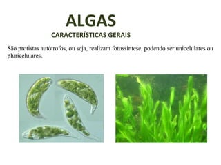 ALGAS

CARACTERÍSTICAS GERAIS
São protistas autótrofos, ou seja, realizam fotossíntese, podendo ser unicelulares ou
pluricelulares.

 