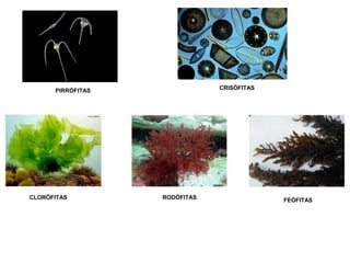 CRISÓFITAS

PIRRÓFITAS

CLORÓFITAS

RODÓFITAS

FEÓFITAS

 