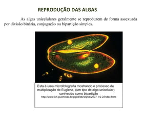 REPRODUÇÃO DAS ALGAS
As algas unicelulares geralmente se reproduzem de forma assexuada
por divisão binária, conjugação ou bipartição simples.

 