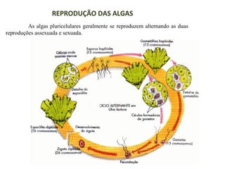 REPRODUÇÃO DAS ALGAS
As algas pluricelulares geralmente se reproduzem alternando as duas
reproduções assexuada e sexuada.

 