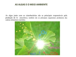 AS ALGAS E O MEIO AMBIENTE

As algas junto com as cianobactérias são as principais responsáveis pela
produção de O2 atmosférico, também são os principais organismos produtores das
cadeias alimentares marinhas.

 