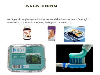 AS ALGAS E O HOMEM

As algas são amplamente utilizadas nas atividades humanas para a fabricação
de remédios, produção de alimentos, tintas, pastas de dente e etc.

 