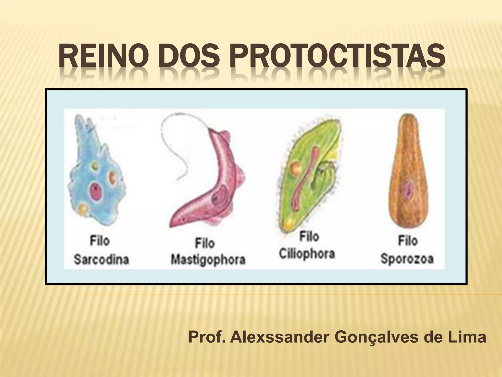 REINO DOS PROTOCTISTAS
Prof. Alexssander Gonçalves de Lima