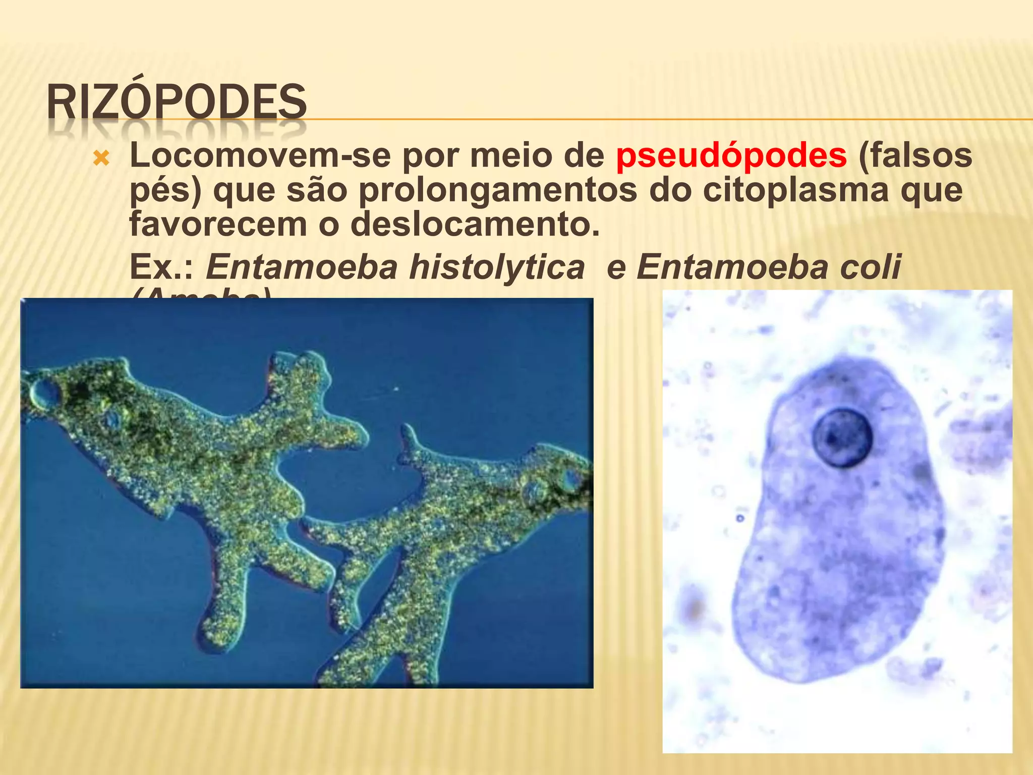 RIZÓPODES
Locomovem-se por meio de pseudópodes (falsos
pés) que são prolongamentos do citoplasma que
favorecem o deslocamento.
Ex.: Entamoeba histolytica e Entamoeba coli
(Ameba)