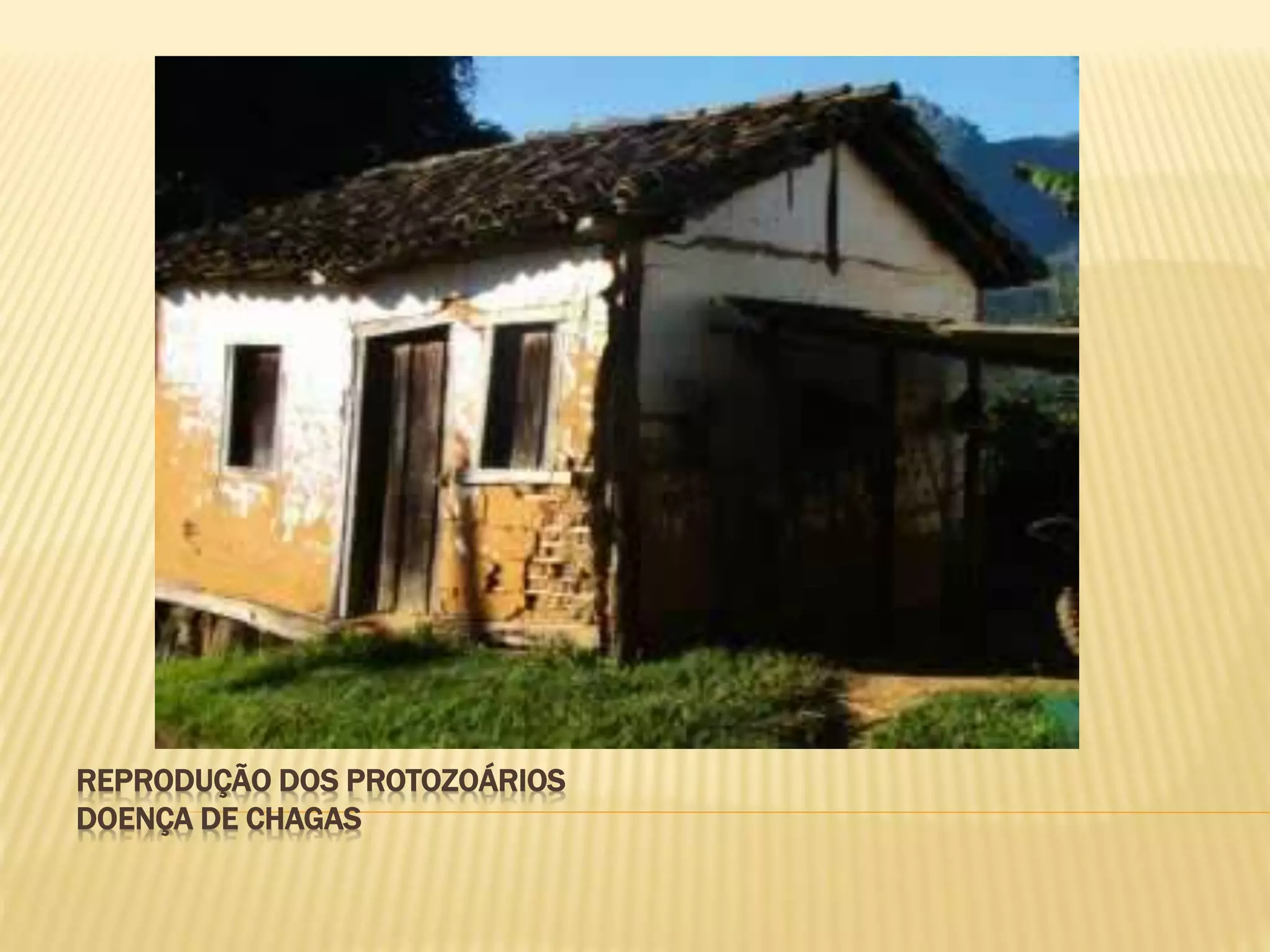 REPRODUÇÃO DOS PROTOZOÁRIOS
DOENÇA DE CHAGAS