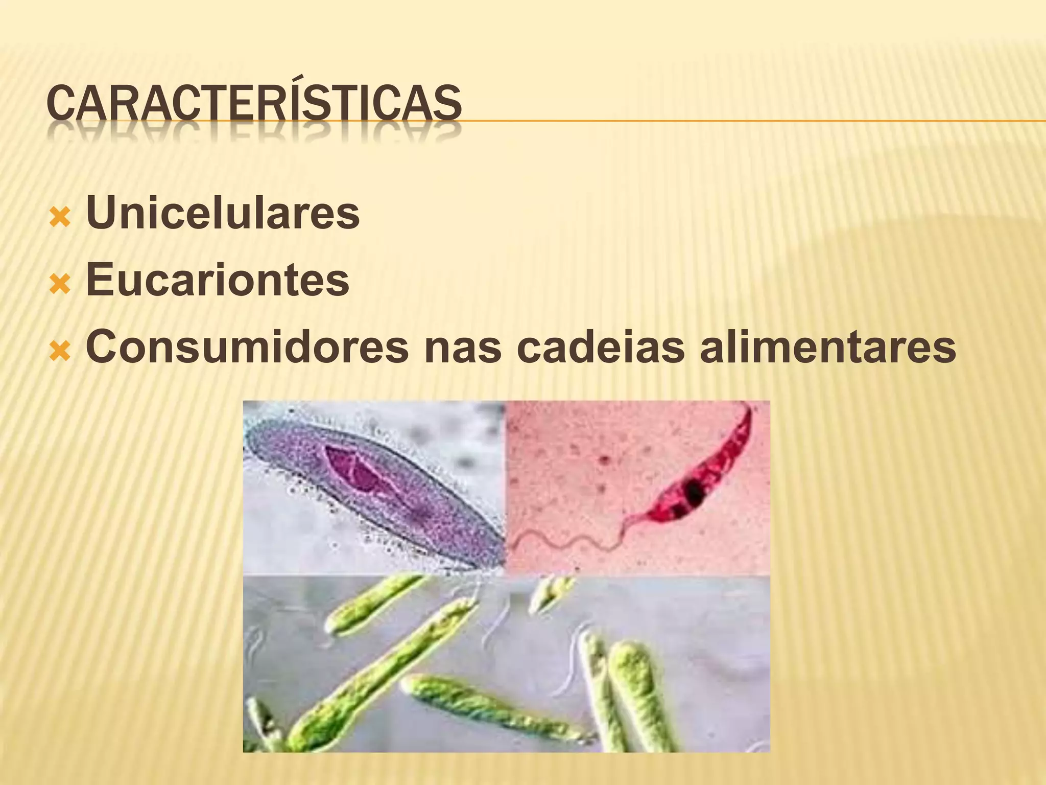 CARACTERÍSTICAS
Unicelulares
Eucariontes
Consumidores nas cadeias alimentares