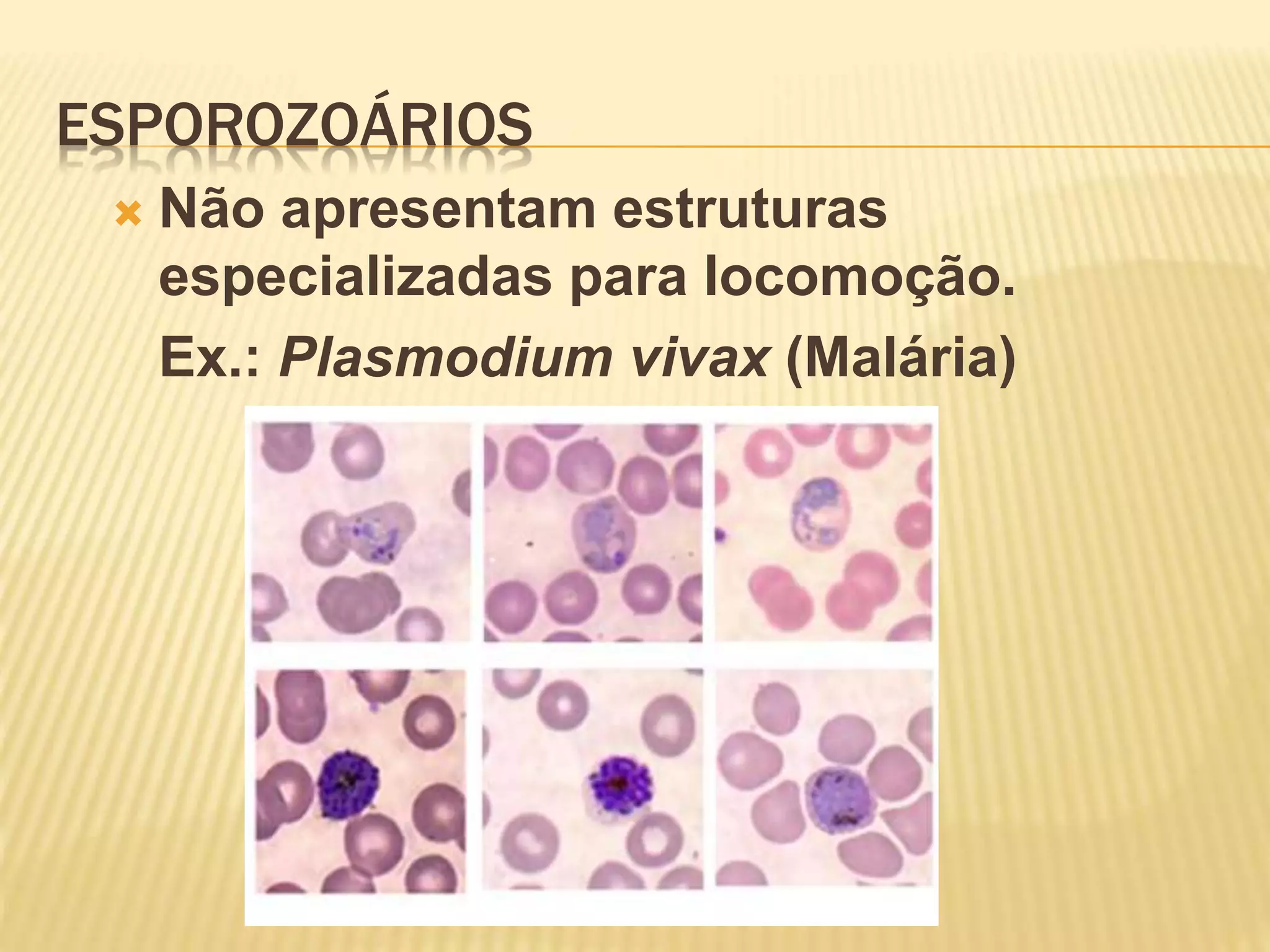 ESPOROZOÁRIOS
 Não apresentam estruturas
especializadas para locomoção.
Ex.: Plasmodium vivax (Malária)
 
