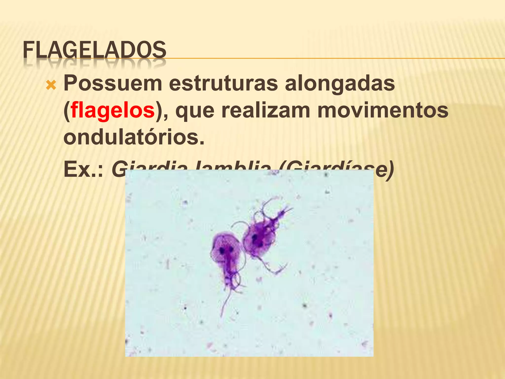 FLAGELADOS
Possuem estruturas alongadas
(flagelos), que realizam movimentos
ondulatórios.
Ex.: Giardia lamblia (Giardíase)