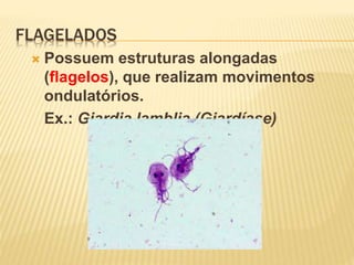 FLAGELADOS
 Possuem estruturas alongadas
(flagelos), que realizam movimentos
ondulatórios.
Ex.: Giardia lamblia (Giardíase)
 