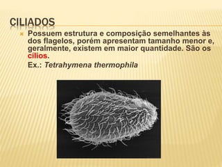 CILIADOS
 Possuem estrutura e composição semelhantes às
dos flagelos, porém apresentam tamanho menor e,
geralmente, existem em maior quantidade. São os
cílios.
Ex.: Tetrahymena thermophila
 