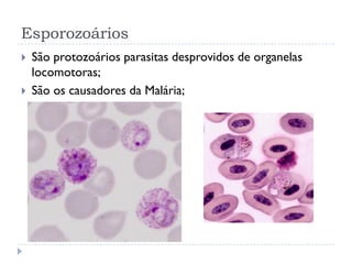 Esporozoários
 São protozoários parasitas desprovidos de organelas
locomotoras;
 São os causadores da Malária;
 