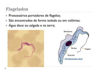 Flagelados
 Protozoários portadores de flagelos;
 São encontrados de forma isolada ou em colônias;
 Água doce ou salgada e na terra;
 