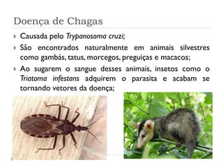 Doença de Chagas
 Causada pelo Trypanosoma cruzi;
 São encontrados naturalmente em animais silvestres
como gambás, tatus, morcegos, preguiças e macacos;
 Ao sugarem o sangue desses animais, insetos como o
Triatoma infestans adquirem o parasita e acabam se
tornando vetores da doença;
 
