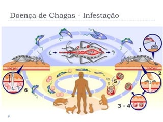 Doença de Chagas - Infestação
 