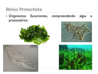 Reino Protoctista
 Organismos Eucariontes, compreendendo algas e
protozoários.
 