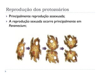 Reprodução dos protozoários
 Principalmente reprodução assexuada;
 A reprodução sexuada ocorre principalmente em
Paramecium;
 