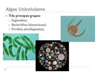 Algas Unicelulares
 Três principais grupos:
 Euglenófitas;
 Bacilariófitas (diatomáceas);
 Pirrófitas (dinoflagelados);
 
