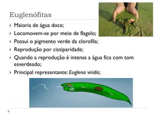 Euglenófitas
 Maioria de água doce;
 Locomovem-se por meio de flagelo;
 Possui o pigmento verde da clorofila;
 Reprodução por cissiparidade;
 Quando a reprodução é intensa a água fica com tom
esverdeado;
 Principal representante: Euglena viridis;
 