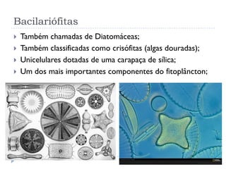 Bacilariófitas
 Também chamadas de Diatomáceas;
 Também classificadas como crisófitas (algas douradas);
 Unicelulares dotadas de uma carapaça de sílica;
 Um dos mais importantes componentes do fitoplâncton;
 