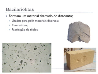 Bacilariófitas
 Formam um material chamado de diatomito;
 Usados para polir materiais diversos;
 Cosméticos;
 Fabricação de tijolos
 