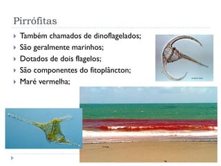 Pirrófitas
 Também chamados de dinoflagelados;
 São geralmente marinhos;
 Dotados de dois flagelos;
 São componentes do fitoplâncton;
 Maré vermelha;
 
