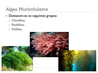 Algas Pluricelulares
 Destacam-se os seguintes grupos:
 Clorófitas;
 Rodófitas;
 Feófitas;
 