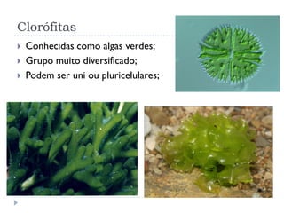 Clorófitas
 Conhecidas como algas verdes;
 Grupo muito diversificado;
 Podem ser uni ou pluricelulares;
 