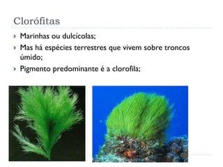 Clorófitas
 Marinhas ou dulcícolas;
 Mas há espécies terrestres que vivem sobre troncos
úmido;
 Pigmento predominante é a clorofila;
 
